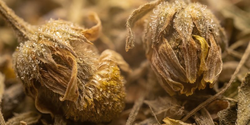 Recommended strains for chronic pain